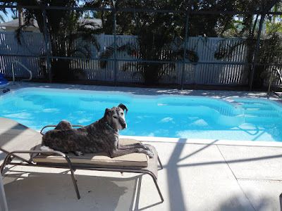 dog by pool